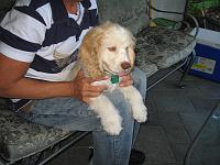  Christmas Eve 2007 - Thor, Rick and Marcelo's puppy